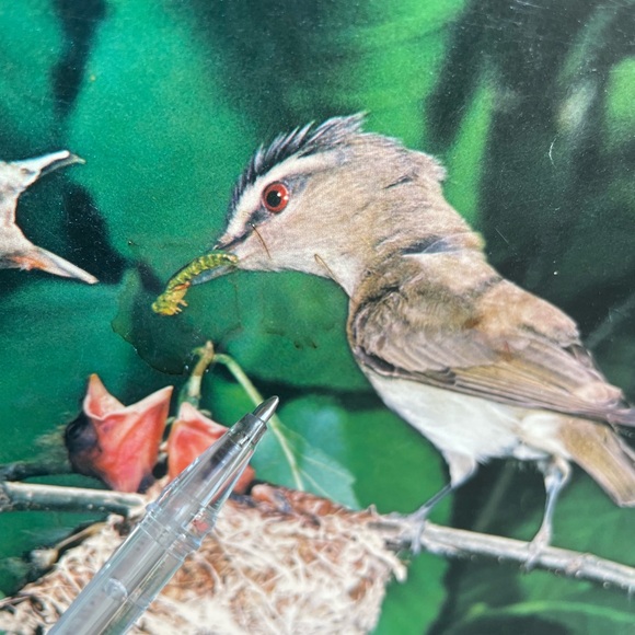 Vintage Preowned National Wildlife Magazine June July 1977 - Picture 3 of 7